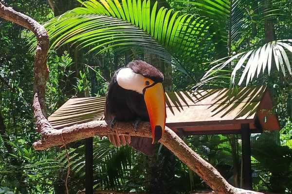 BIRD PARK (PARQUE DAS AVES) FOZ DE IGUA&Ccedil;U