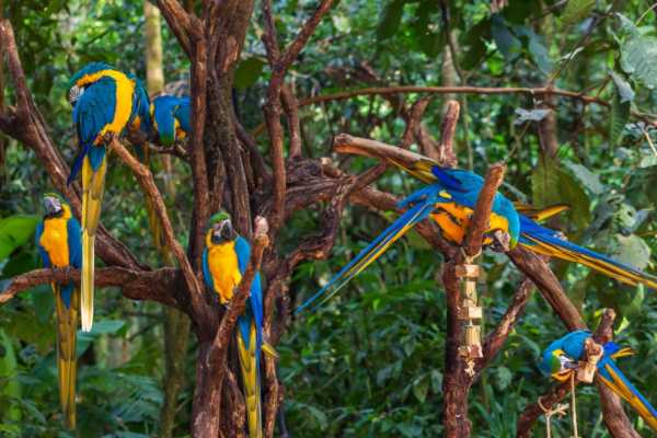 BIRD PARK (PARQUE DAS AVES) FOZ DE IGUA&Ccedil;U