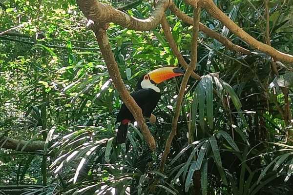 BIRD PARK (PARQUE DAS AVES) FOZ DE IGUA&Ccedil;U
