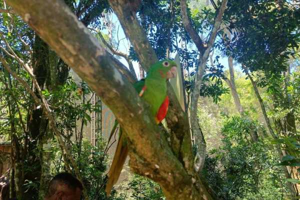 BIRD PARK (PARQUE DAS AVES) FOZ DE IGUA&Ccedil;U