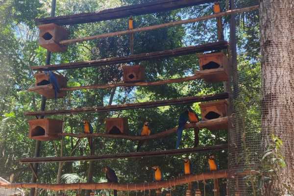 BIRD PARK (PARQUE DAS AVES) FOZ DE IGUA&Ccedil;U