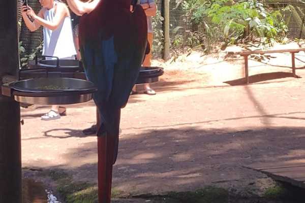 BIRD PARK (PARQUE DAS AVES) FOZ DE IGUA&Ccedil;U