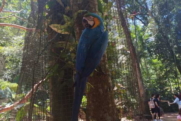 BIRD PARK (PARQUE DAS AVES) FOZ DE IGUA&Ccedil;U