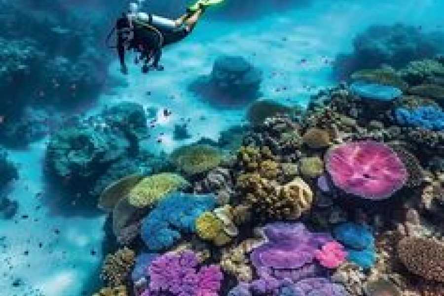 Bastet Travel Egypt Scuba Diving in Sharm El Sheikh