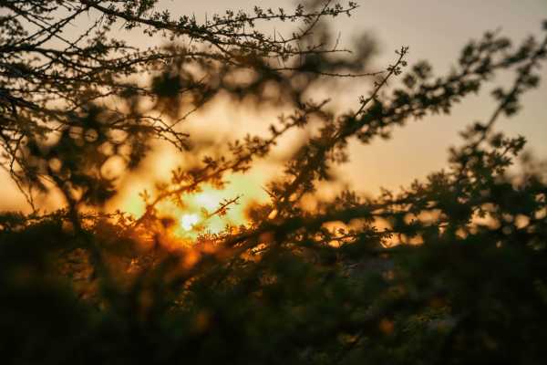 Mountain Rose