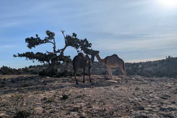 Trails of the Sahara and Beyond: The Ultimate Moroccan Off-Road Adventure - from Marrakesh