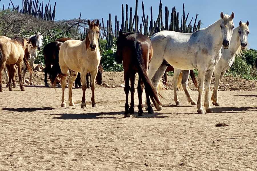 Rancho Loco Aruba Amazing Natural Pool Tour Private