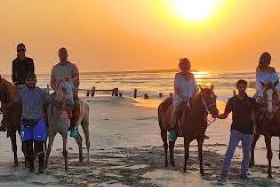 Daily tours Egypt Horse Riding In Salalah land