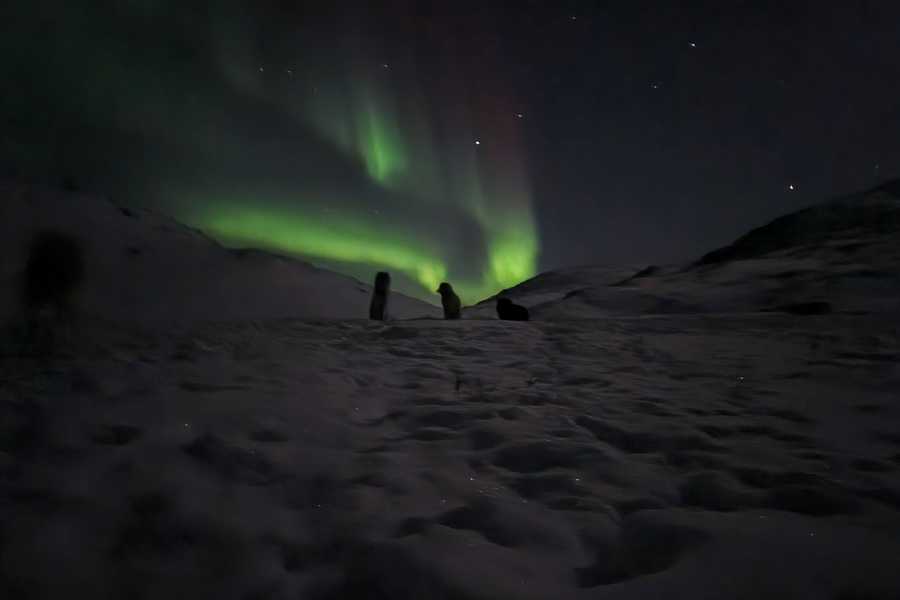 Diskobay Tours Nordlys Tur, gående