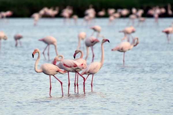 In canoa lungo il canale immissario della Salina