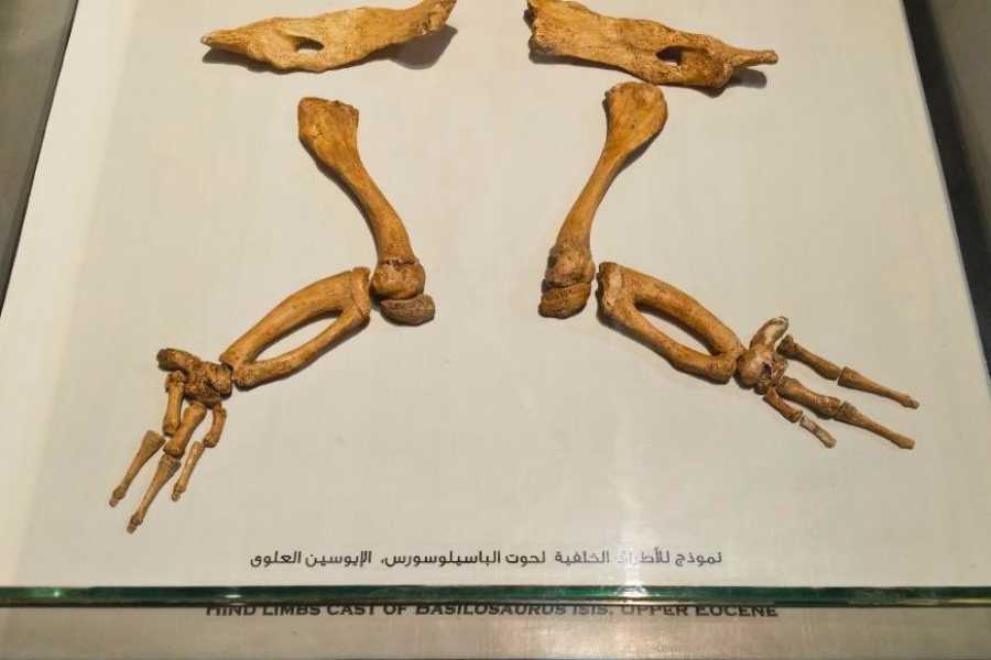Egypt Tour packages 2 Day trip to Wadi El Hitan and Fayoum Pyramids from Cairo