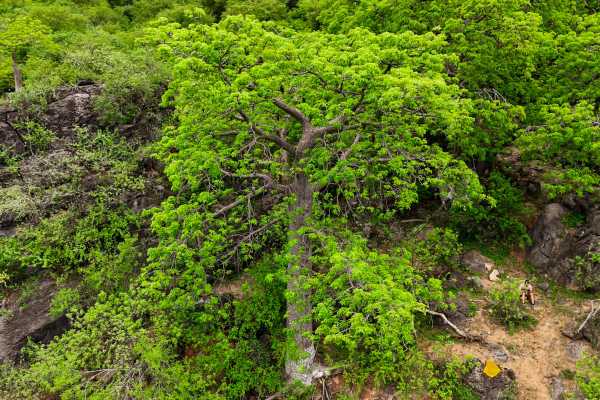 Salalah Khareef