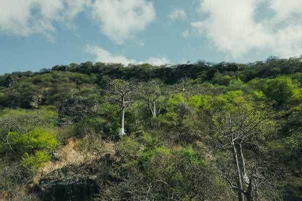 Salalah Khareef