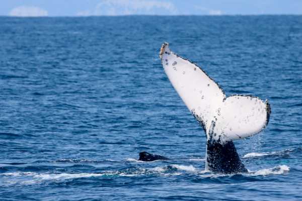 WHALE WATCHING | SUNSET TOUR | PREMIUM EXPERIENCE
