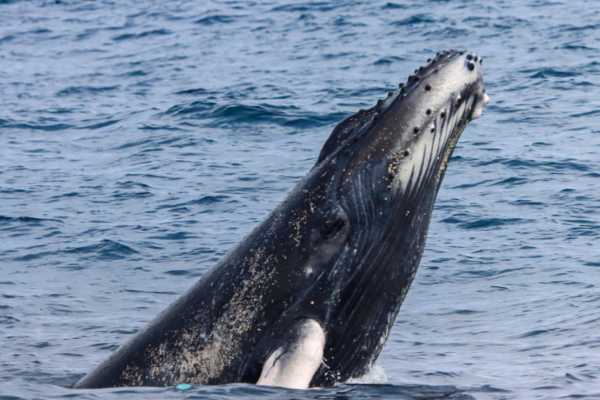 WHALE WATCHING | SUNSET TOUR | PREMIUM EXPERIENCE