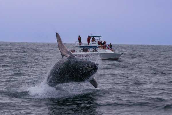 WHALE WATCHING | SUNSET TOUR | PREMIUM EXPERIENCE