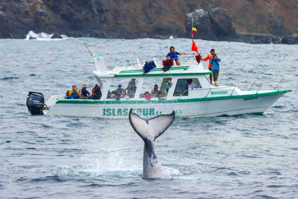 WHALE WATCHING | SUNSET TOUR | PREMIUM EXPERIENCE