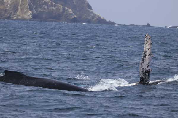 WHALE WATCHING | SUNSET TOUR | PREMIUM EXPERIENCE
