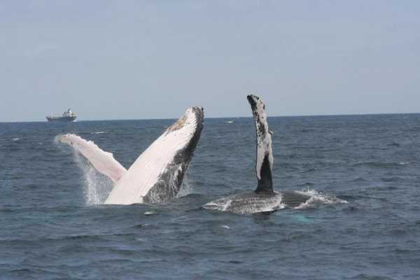 WHALE WATCHING | SUNSET TOUR | PREMIUM EXPERIENCE