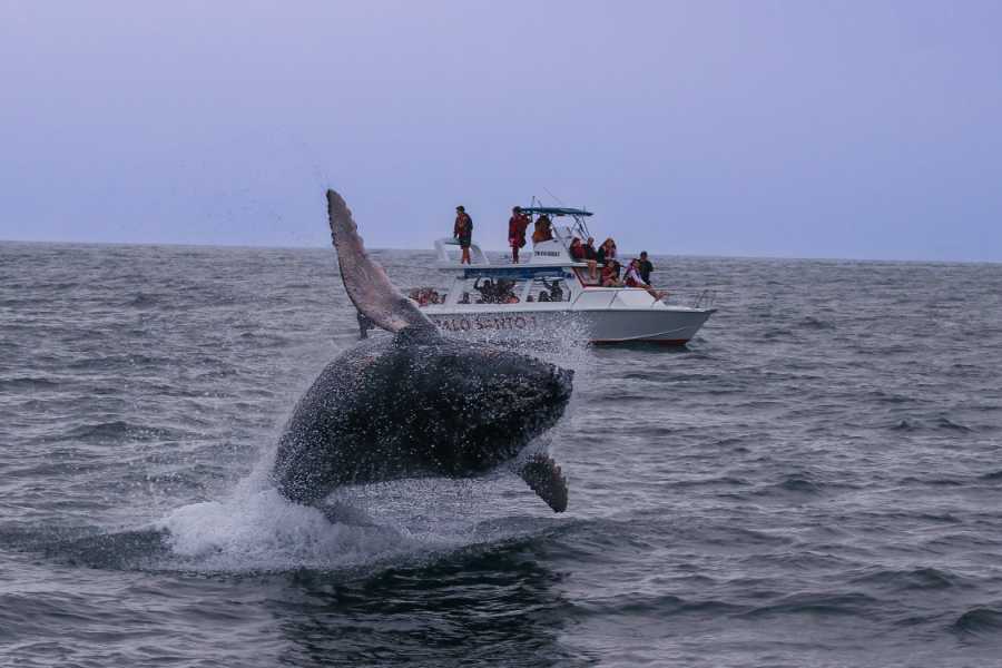 PALO SANTO TRAVEL OBSERVACION DE BALLENAS |TOUR ATARDECER |PUERTO LÓPEZ, ECUADOR