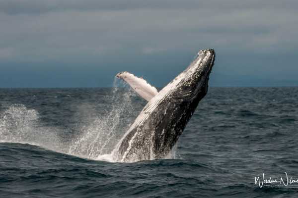 WHALE WATCHING | SUNRISE TOUR | CEVICHE |PUERTO LOPEZ