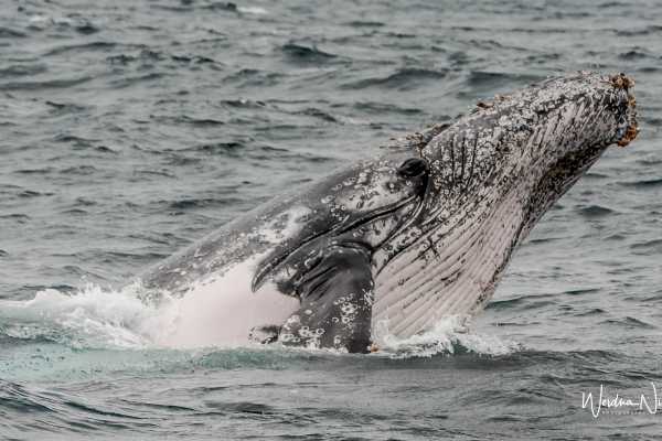 WHALE WATCHING | SUNRISE TOUR | CEVICHE |PUERTO LOPEZ