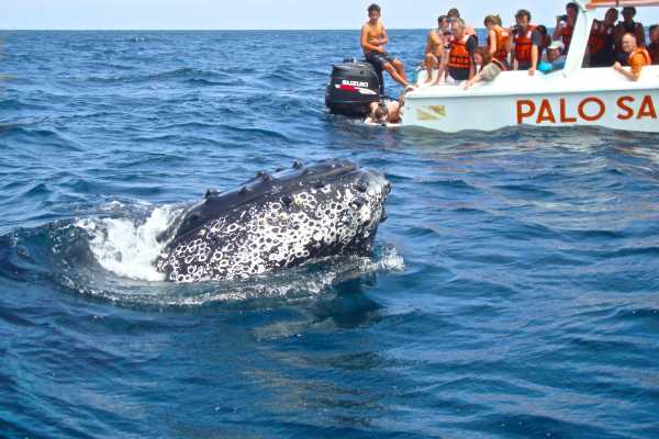 WHALE WATCHING | SUNRISE TOUR | CEVICHE |PUERTO LOPEZ