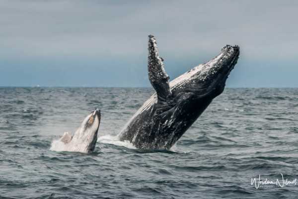WHALE WATCHING | SUNRISE TOUR | CEVICHE |PUERTO LOPEZ