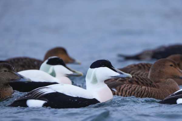 5 / Kiberg Birdwatching-Hide (Floating)