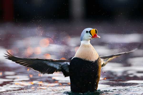 5 / Kiberg Birdwatching-Hide (Floating)