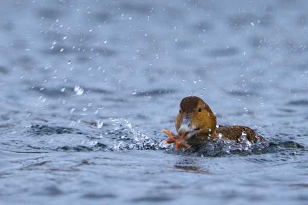 5 / Kiberg Birdwatching-Hide (Floating)