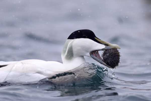 5 / Kiberg Birdwatching-Hide (Floating)