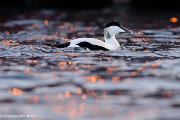 5 / Kiberg Birdwatching-Hide (Floating)