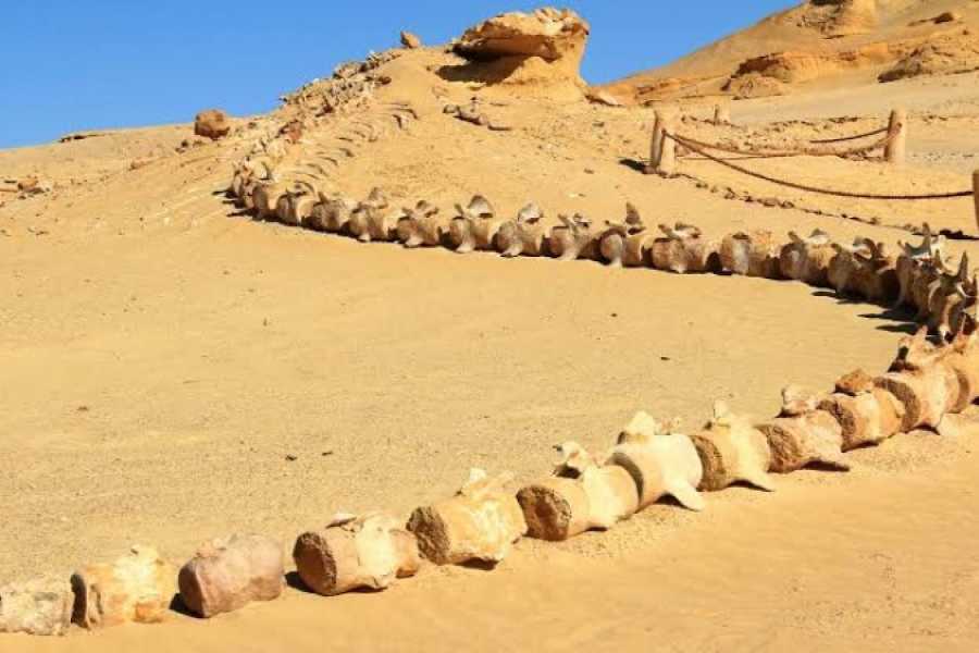 Marsa alam tours 2 days Alexandria and Cairo
