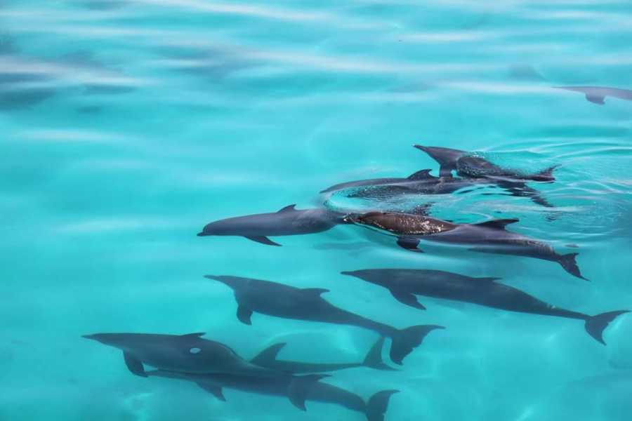 Egypt Tour packages Private Snorkeling Boat Trip to Dolphin house from El Gouna
