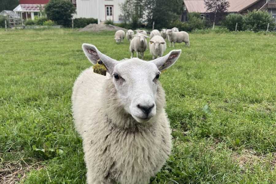 Explorative AS Workation Hammer G&aring;rd