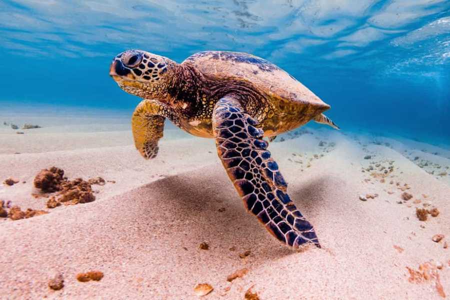 Marsa alam tours Find the Dugongt from Abu Dabab beach by speedboat from Hurghada