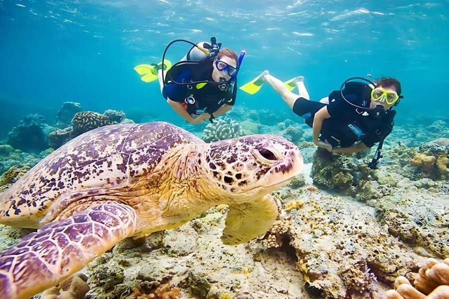 Marsa alam tours Find the Dugongt from Abu Dabab beach by speedboat from Hurghada