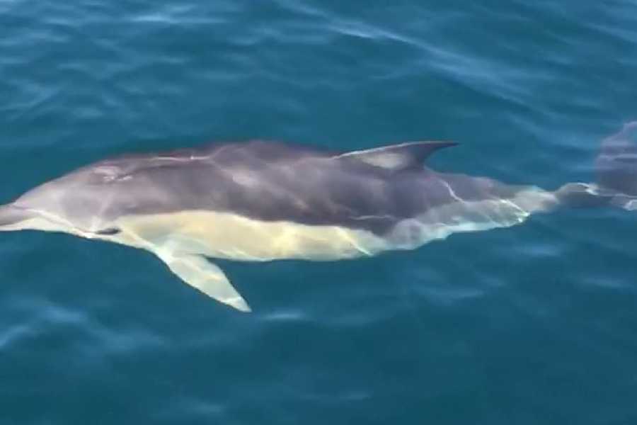 SailandPlay SLU 2 Hour SUMMER 2025 Luxury Motor Yacht Sunset Cava Cruise