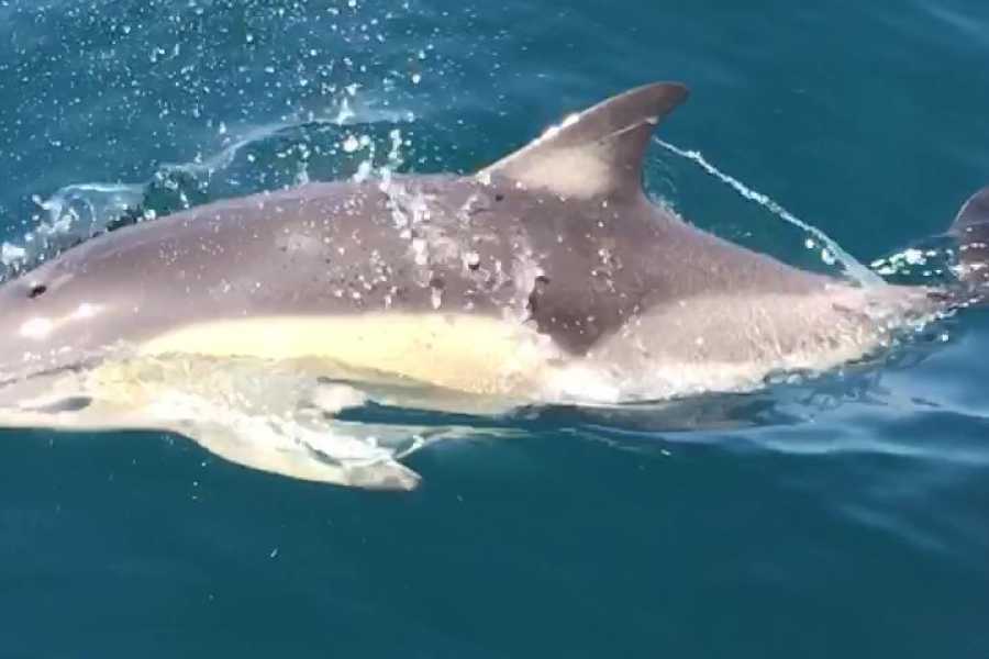 SailandPlay SLU 2 Hour SUMMER 2025 Luxury Motor Yacht Sunset Cava Cruise