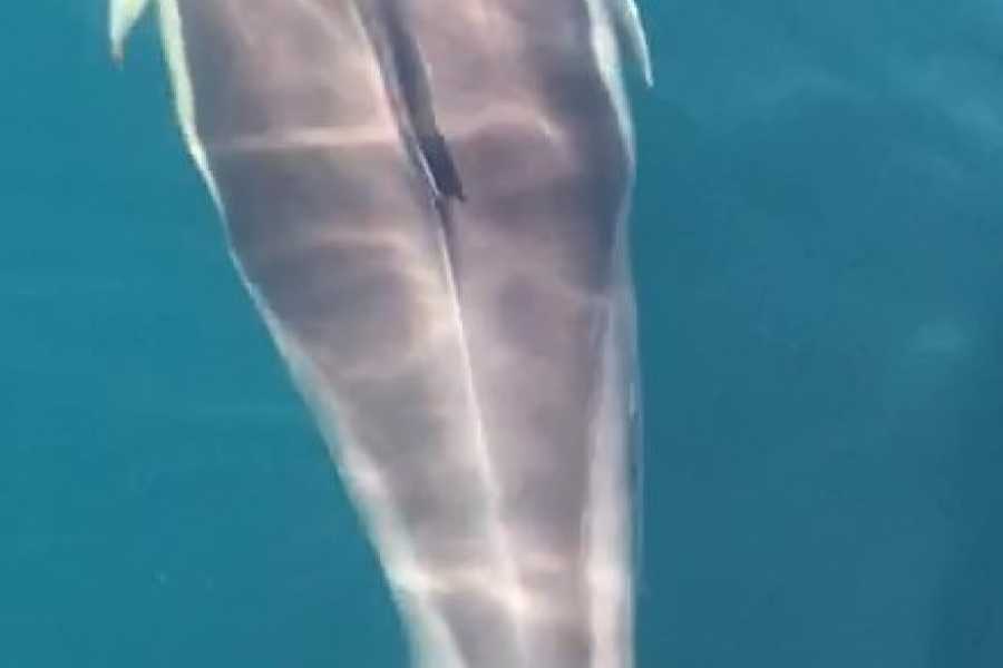 SailandPlay SLU 2 Hour SUMMER 2025 Luxury Motor Yacht Sunset Cava Cruise