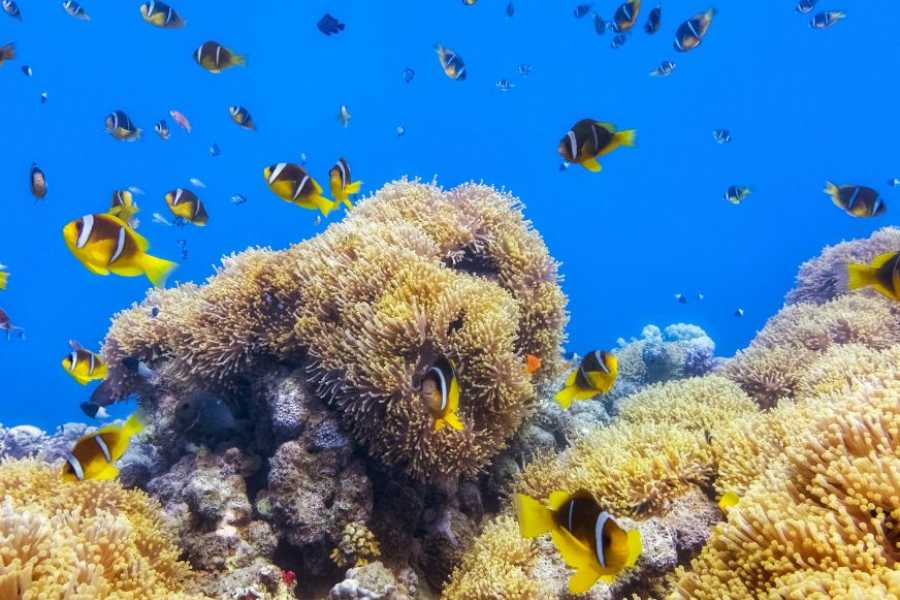 Egypt Tour packages 14 Day Egypt itinerary Nile cruise and Alexandria with Red Sea