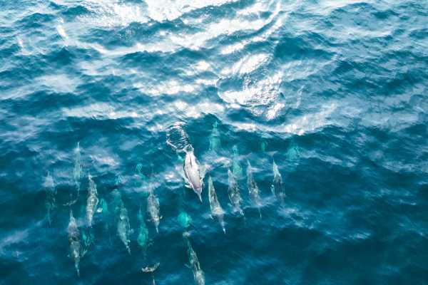 Dolphins, Wadi & Desert