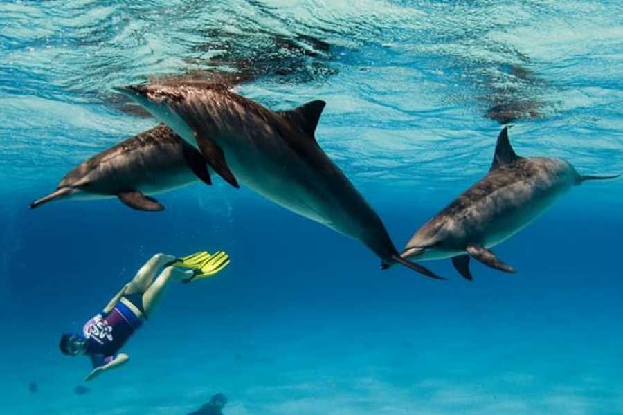 Marsa alam tours Dolphin house activity From Hurghada