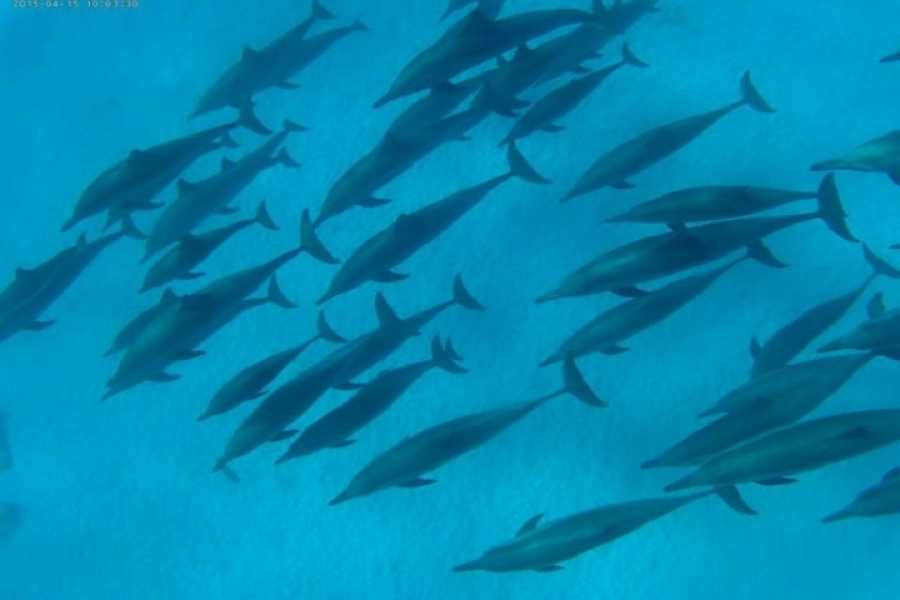 Marsa alam tours Dolphin house activity From Hurghada