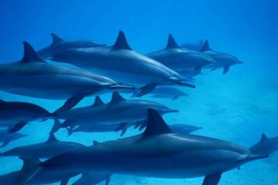 Marsa alam tours Dolphin house activity From Hurghada