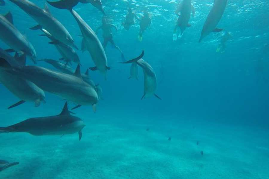 Marsa alam tours Dolphin house activity From Hurghada