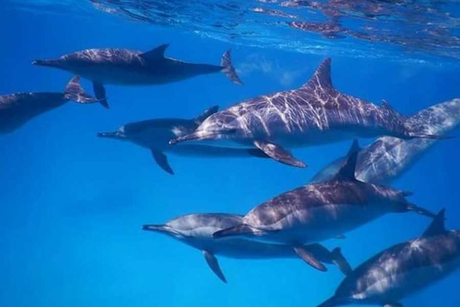 Marsa alam tours Dolphin house activity From Hurghada