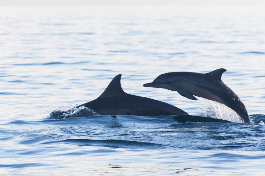 Arenas Brasilito ATV Beaches Expedition