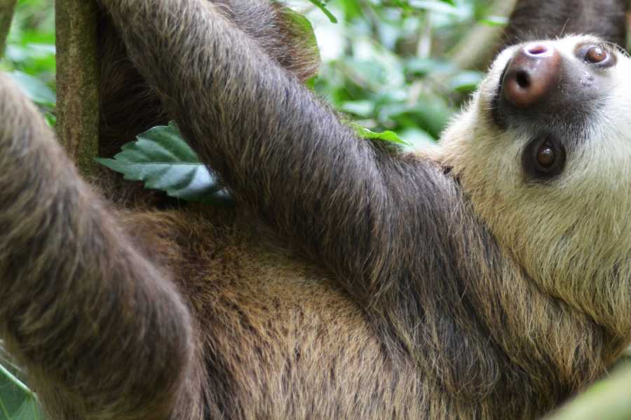Arenas Brasilito ATV Mountains Exploration